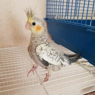 Корелла 1 месяц