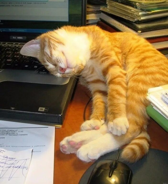 Кошка приходит спать. Кот устал. Усталый котик. Кот на работе. Кот заработался.