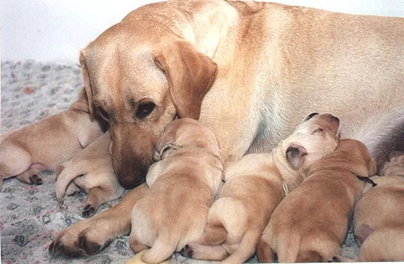 Кошка с котятами. Котята с родителями. Домашние животные заботятся. Потомство котят. Золотистый ретривер.