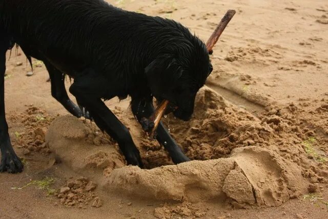 бык роет землю. бык фото. бык роет землю. бык. бык роет землю.