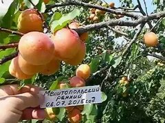 Сорт абрикоса Мелитопольский ранний - YouTube