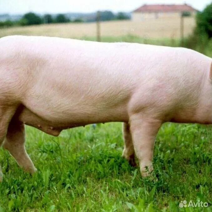 Порода свиней Гемпшир. Беркширская порода свиней. Литовская белая порода свиней фото. Как кастрировать поросят. Свинья орел