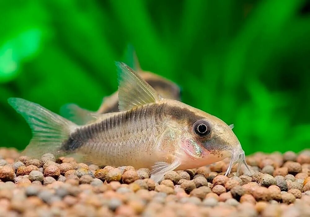 Коридорасы виды. Сомик коридорас. Коридорас (Corydoras).. Коридорас Штерба. Коридорас аркуатус.