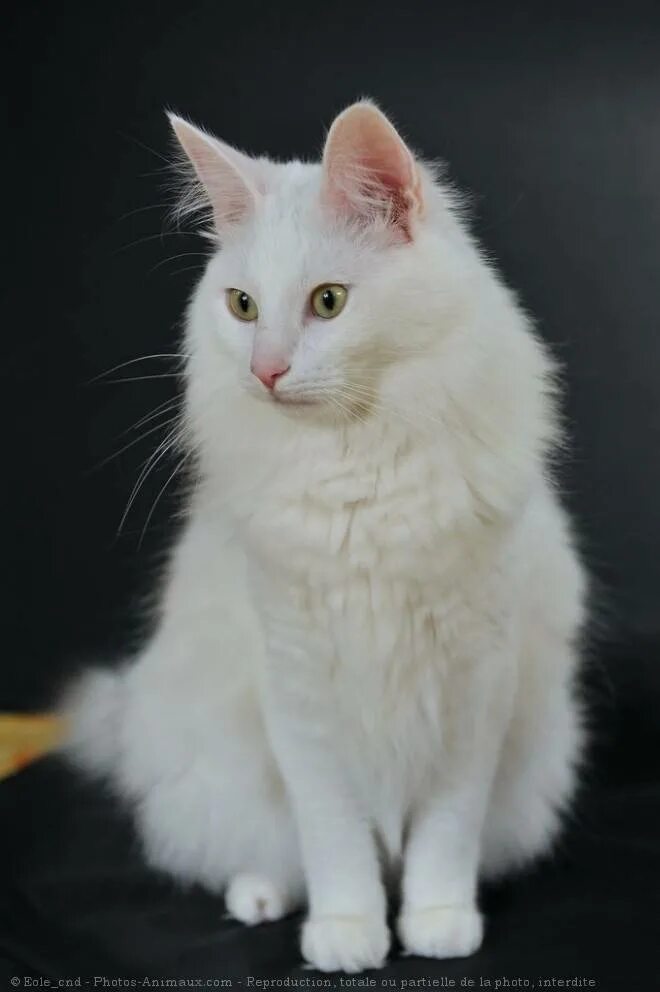 Отзывы ангора. Ангорская кошка. Турецкая ангорская кошка. Турецкая ангорская белая кошка. Кошка турецкая ангора белая.