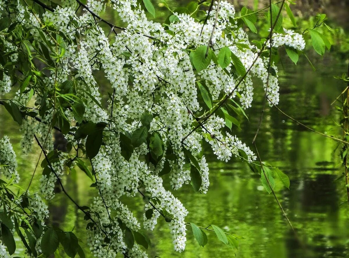 Река черемуха рыбинск. Черемуха есенин дерево. Цветущая черемуха дерево. Черемуха сибирская красавица. Природа черемуха.