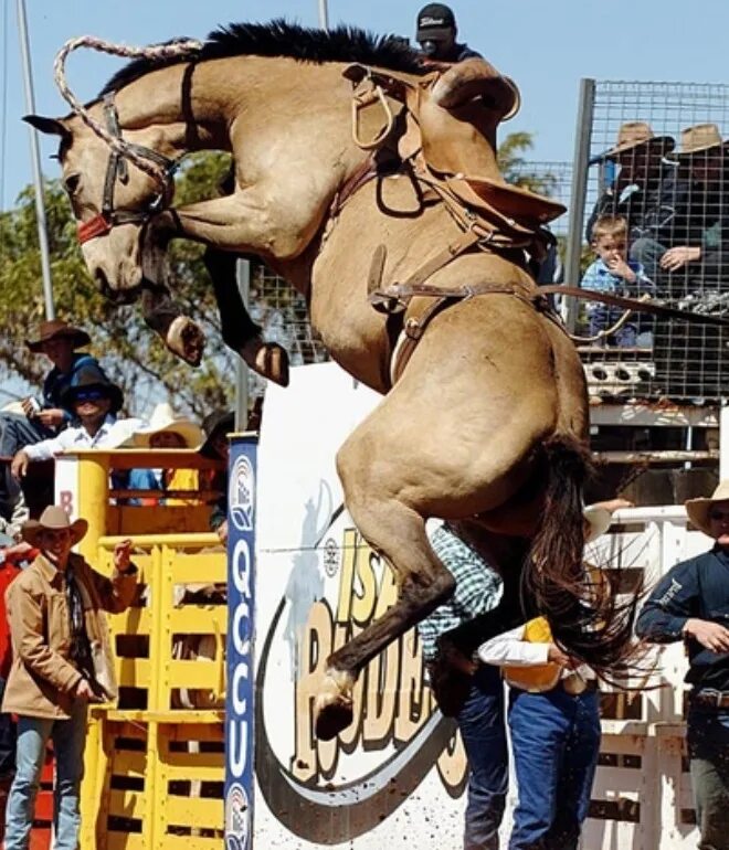 Ковбой родео. Родео с быками неудачи. Неудачники лошадь. The rodeo is a really