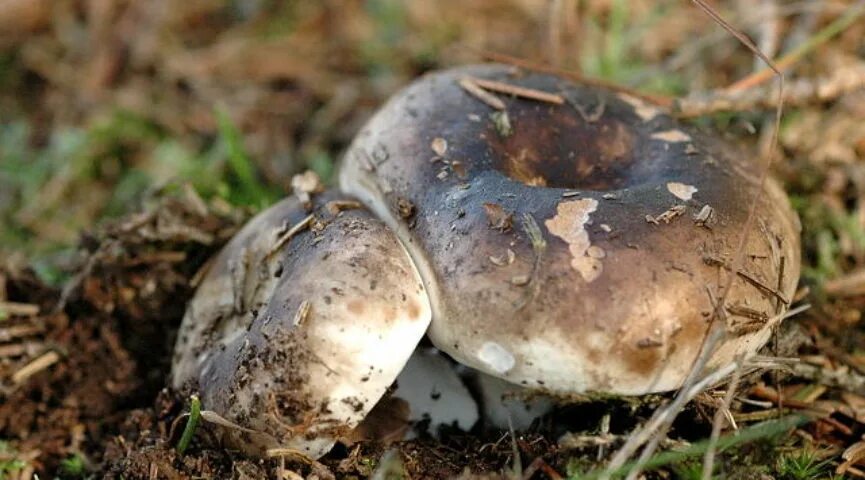 Чернеющий список. Подгруздок чёрный Russula adusta.. Сыроежка черная подгруздок. Сыроежка черная, подгруздок черный. Сыроежка подгруздок белый.