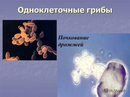 Одноклеточные дрожжи примеры