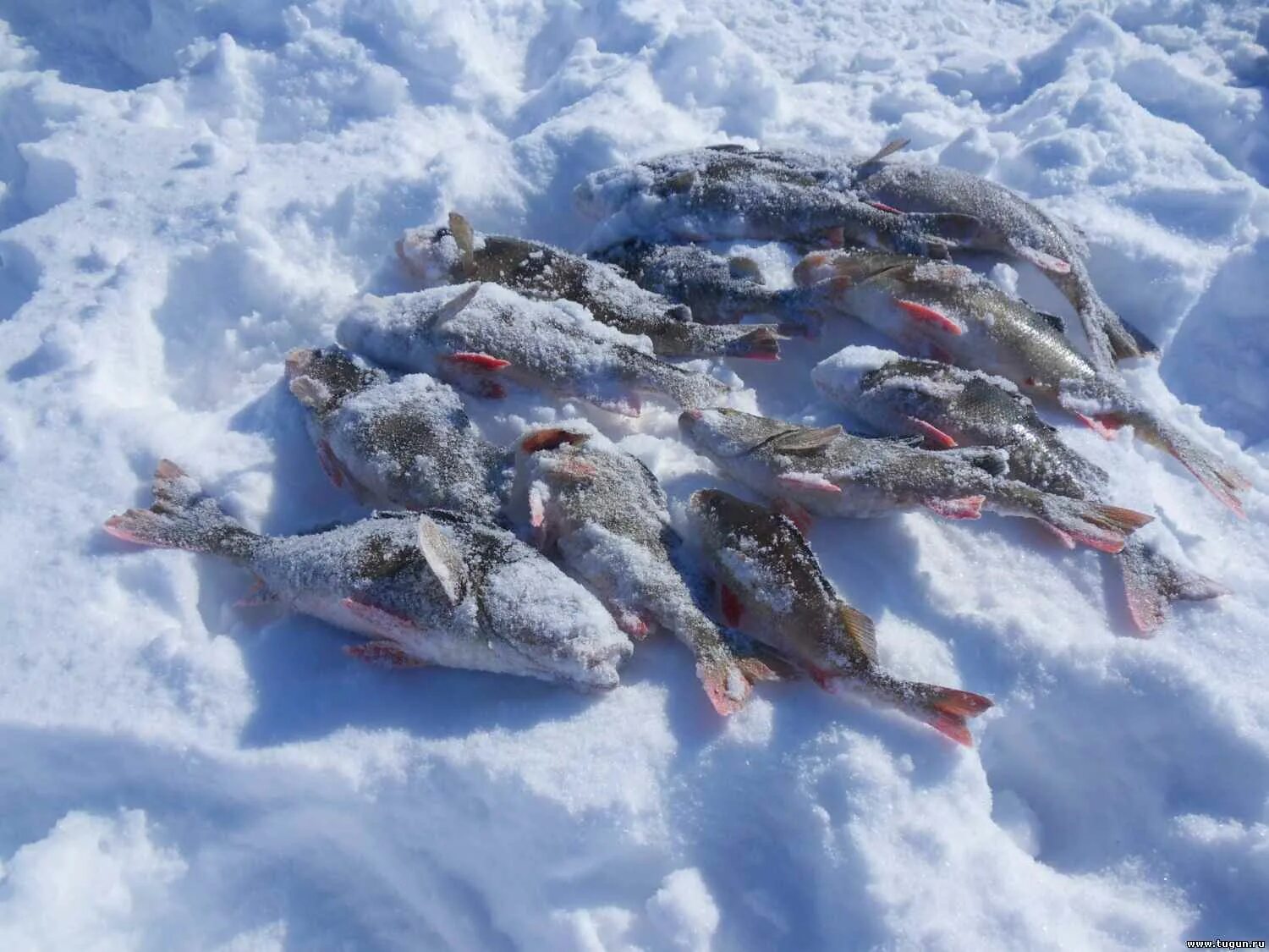 Форум рыбаков на севере. Рыбалка на севере. Соната рыбалка на севере. Рыбалка на севере Северодвинск. Санататур на севере.