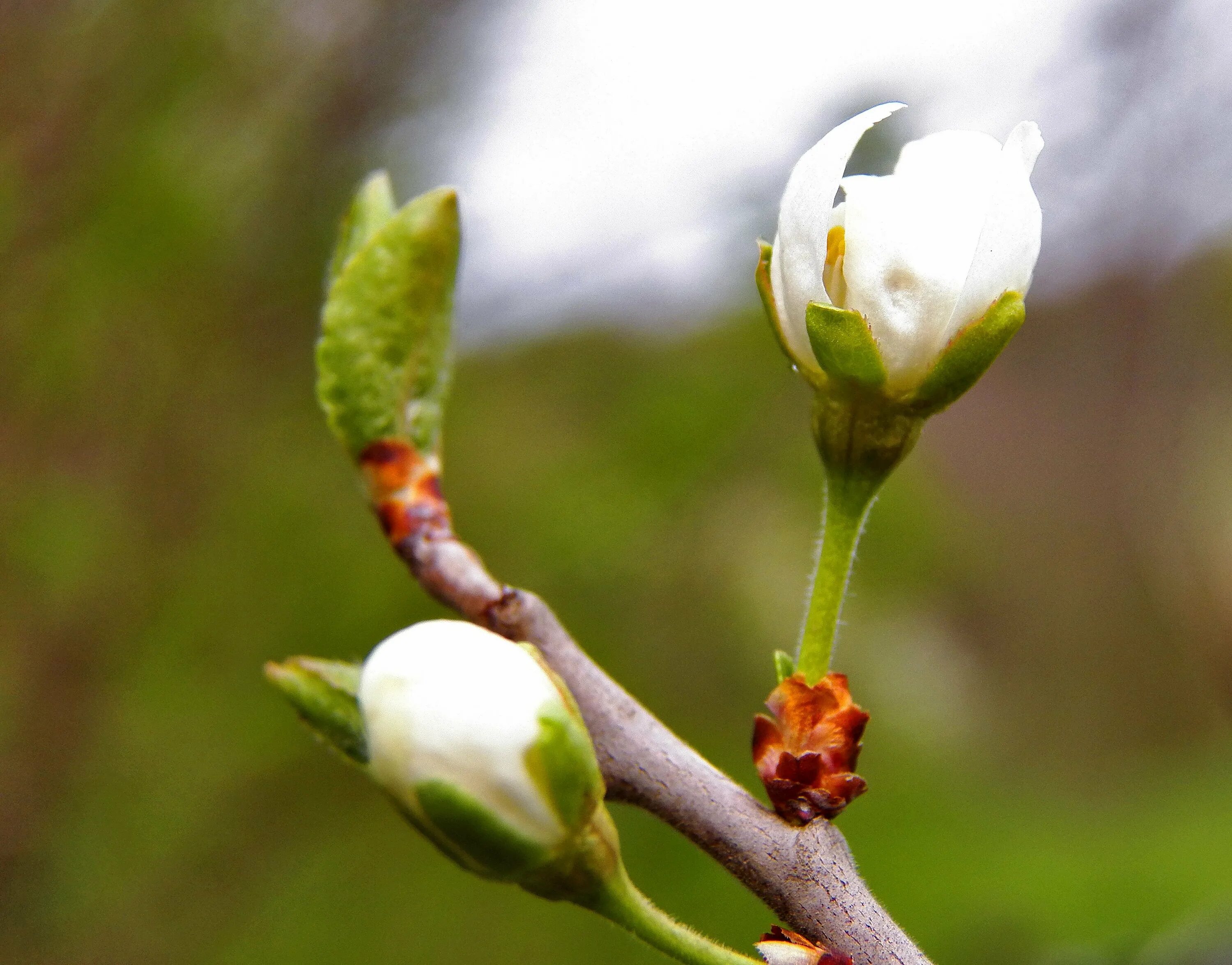 природа пробуждается. “пробуждение весны” ведекинда. природа пробуждается. пробуждение природы весной. природа пробуждается.