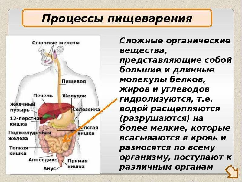 Пищеварительный процесс человека