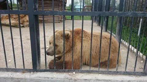 Животные старый оскол
