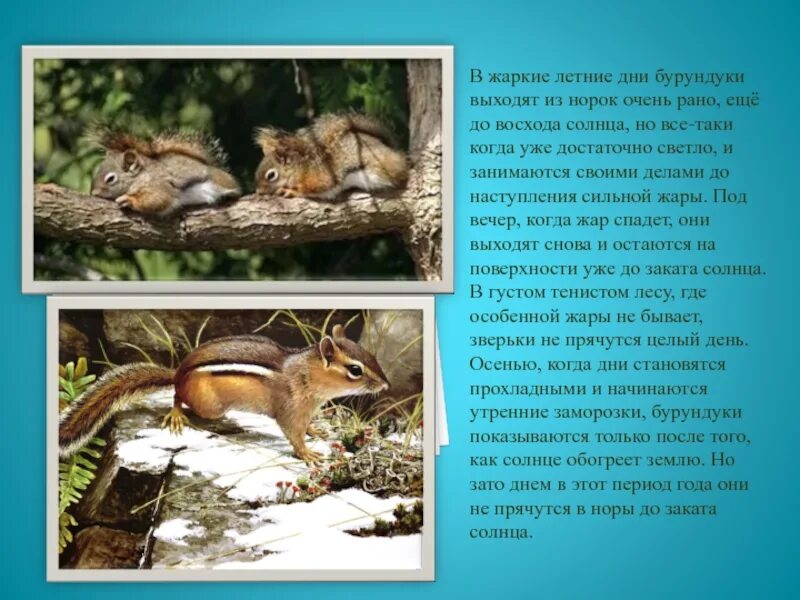 Бурундук окружающий мир 4 класс сообщение кратко. Бурундук окружающий мир 4 класс сообщение кратко