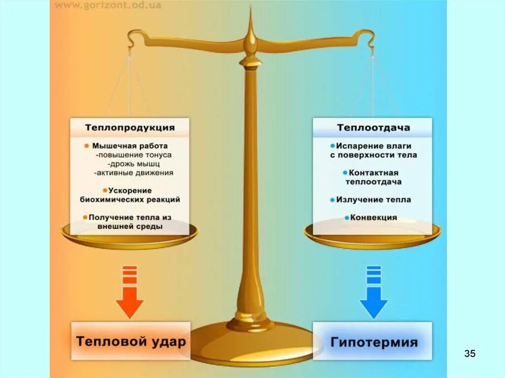 Баланс теплопродукции и теплоотдачи. Теплопродукция и теплоотдача. теплопродукция в организме. процессы теплопродукции и теплоотдачи. теплопродукция и теплопередача в организме человека.