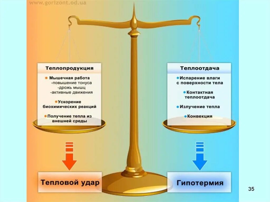 В теплоотдаче главную роль играет. Теплопродукция и теплоотдача. Процессы теплопродукции и теплоотдачи. Теплопродукция организма. Понятие терморегуляции. Теплопродукция и теплоотдача..