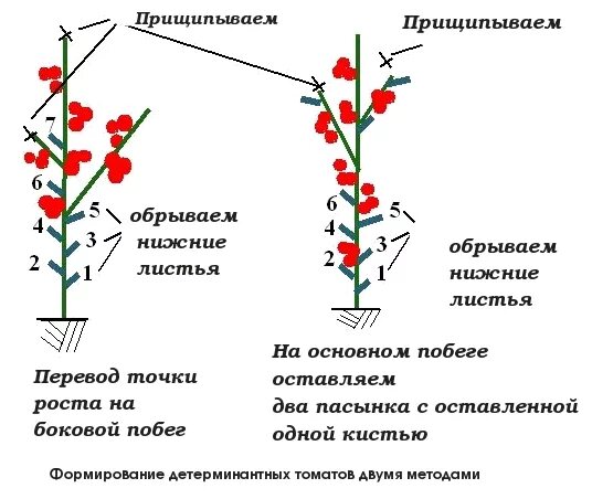 Формировать формирование