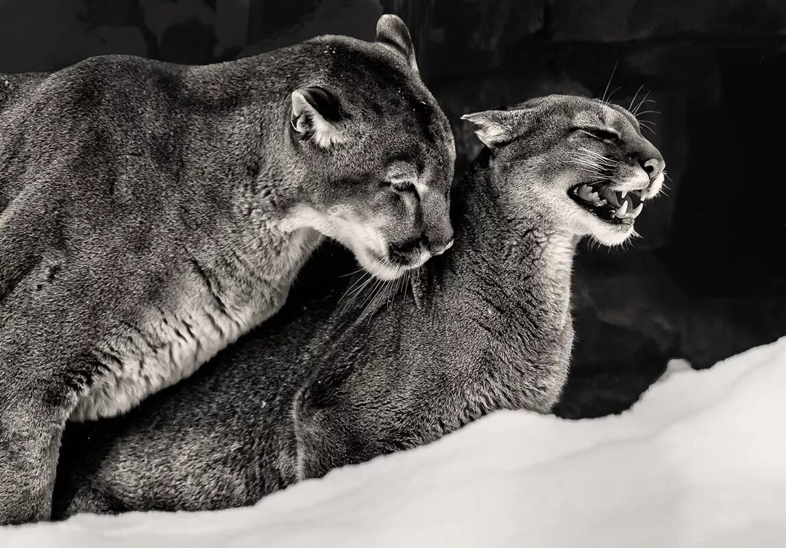 белая пума кугуар. красивые черно белые картинки. пума (puma concolor):. пума морда. звериный оскал.