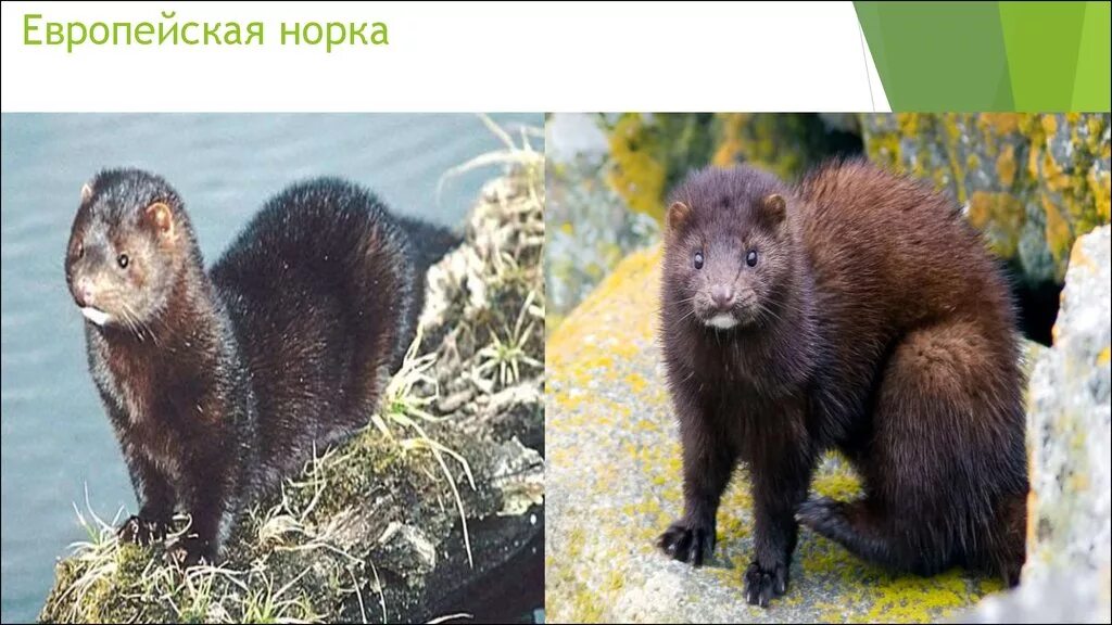 Чем отличается американская норка от европейской. Норка американская и европейская отличие. Американская и европейская норка. Американская норка neovison vison. Европейская норка.