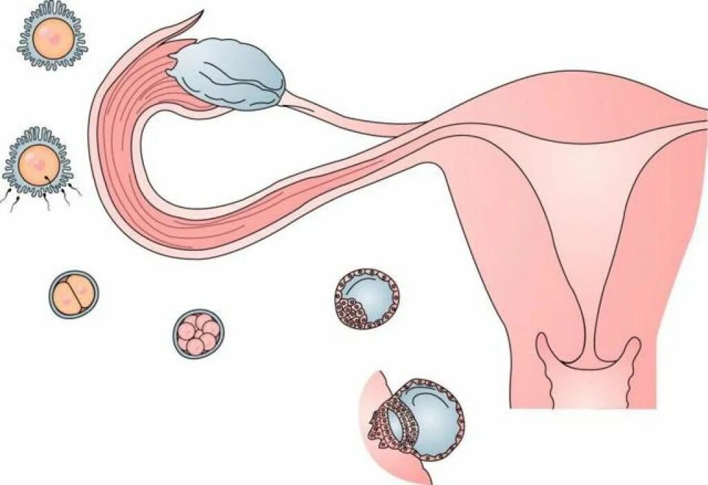 Овуляция. Процесс овуляции. Оплодотворение женщины. Процесс овуляции и оплодотворение. Женские органы оплодотворение