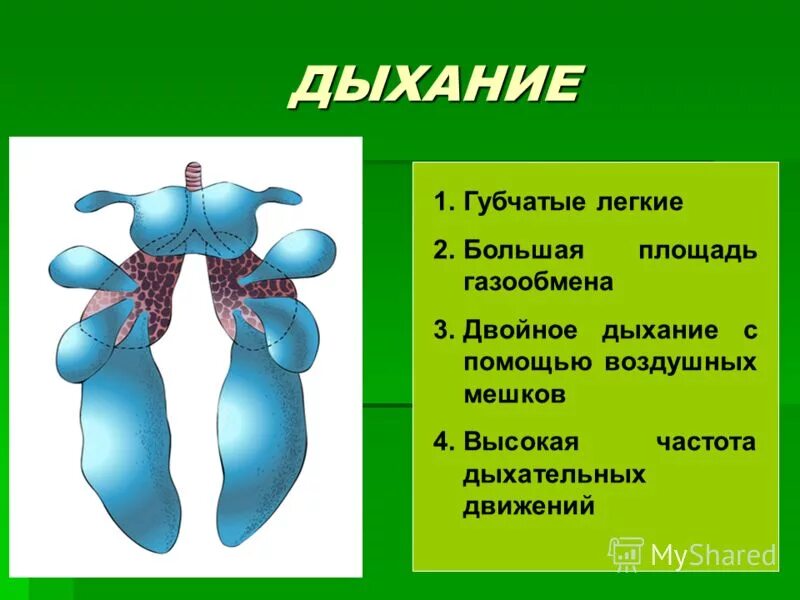 Форма легких птиц. Губчатые легкие у птиц. Губчатые и ячеистые легкие. Легкие у земноводных губчатые.