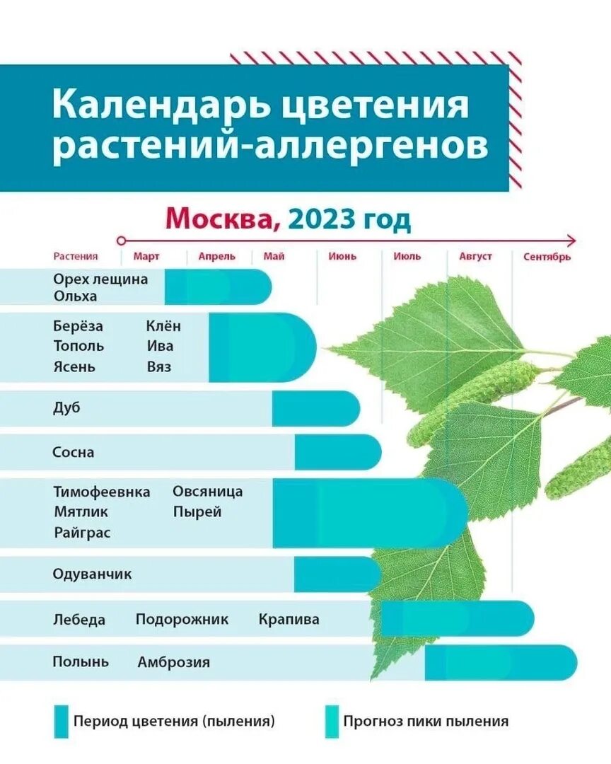 Когда зацветет береза в москве