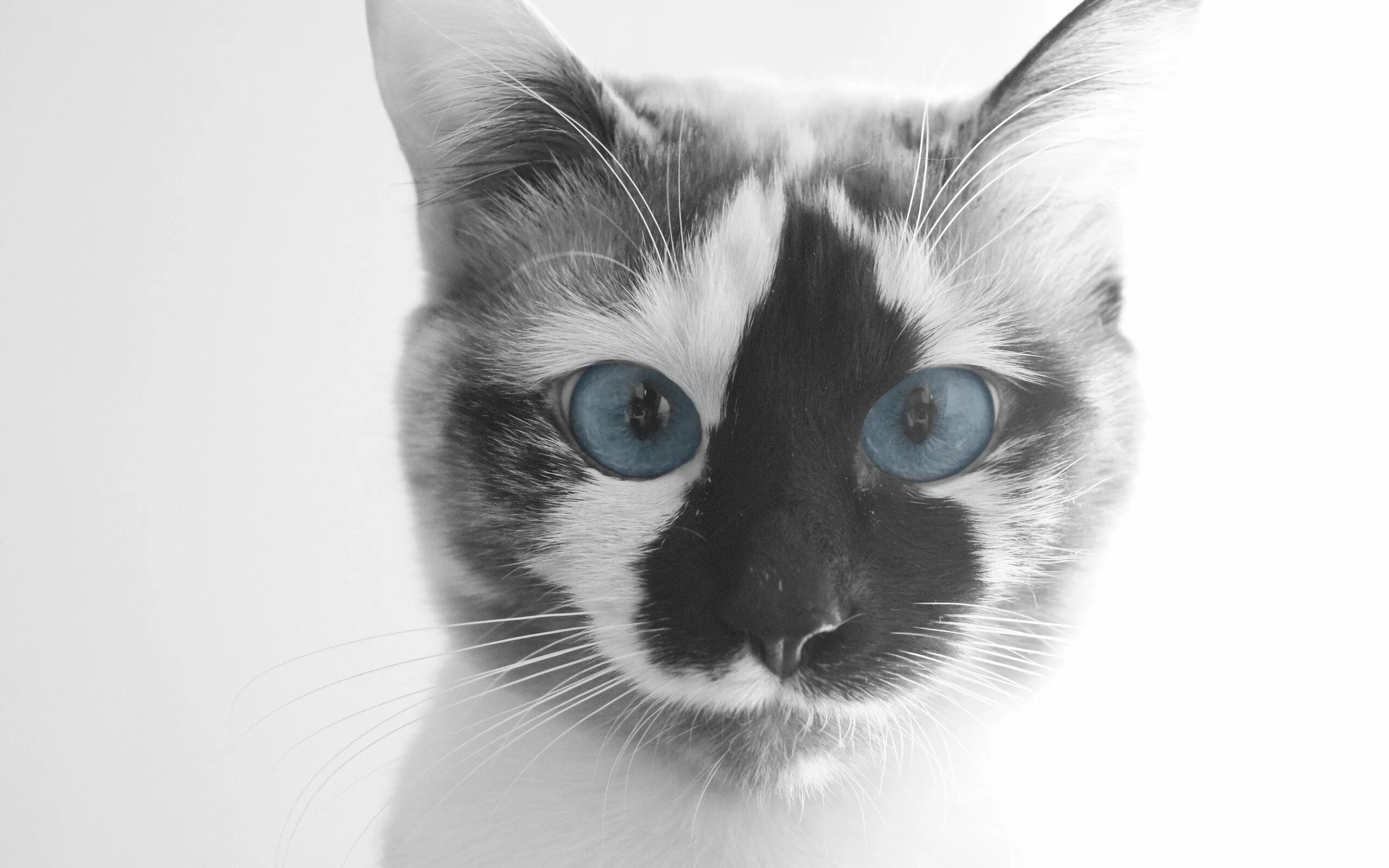 Морда кота. Красивая морда кошки. Кошка с голубыми глазами. Красивая кошка с голубыми глазами. Серая кошка с черными пятнами
