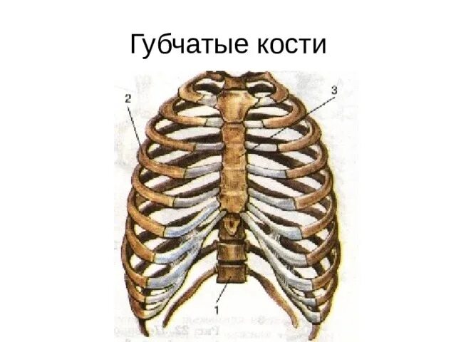 Губчатые кости. Губчатые кости человека. Ребро губчатая кость. Длинная губчатая кость.