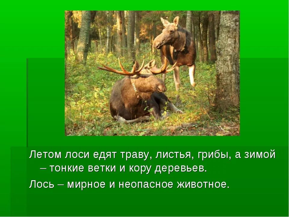 Четверо лосят предложение. Где обитает Лось. Чем питается Лось. Лось и лосёнок для дошкольников. Лось среда обитания.