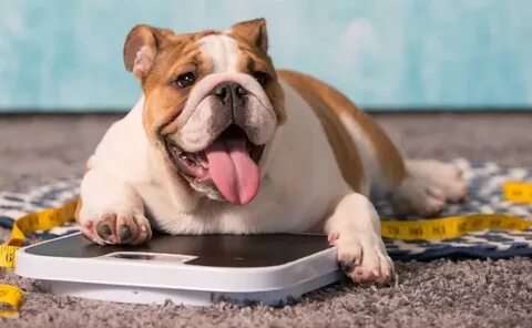 Fat pets