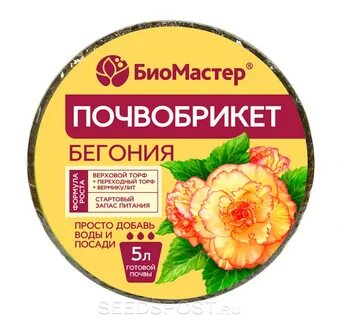 Бегония 5