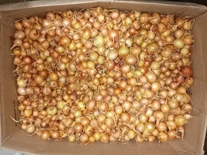 Лук штутгартер посадка под зиму