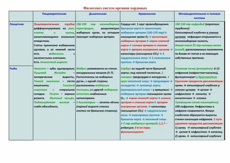 Филогенез систем животных