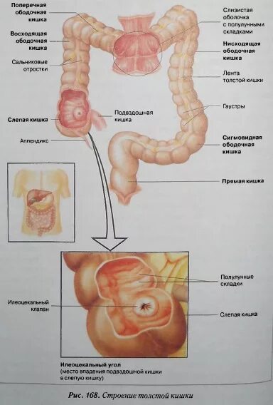 Последовательность кишечника человека. Строение кишечника человека схема. Отделы Толстого кишечника человека схема. Отделы Толстого кишечника анатомия. Строение Толстого отдела кишечника.