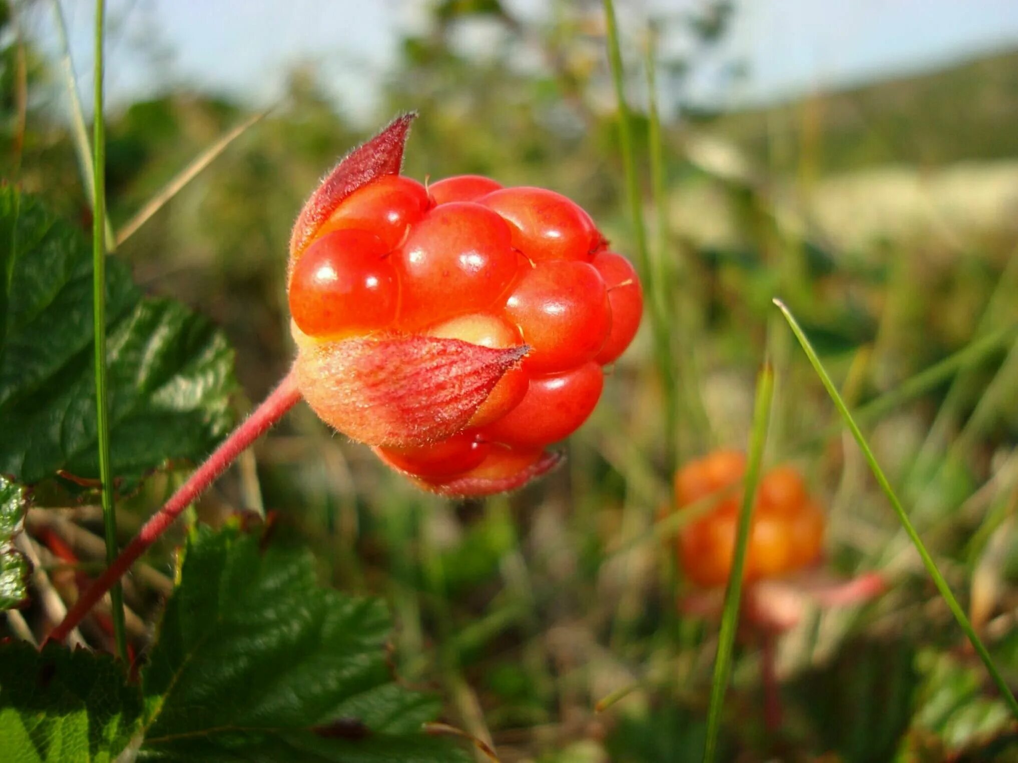 Морошка Арктическая. Северная ягода Морошка. Морошка Болотная. Морошка (Rubus chamaemorus).