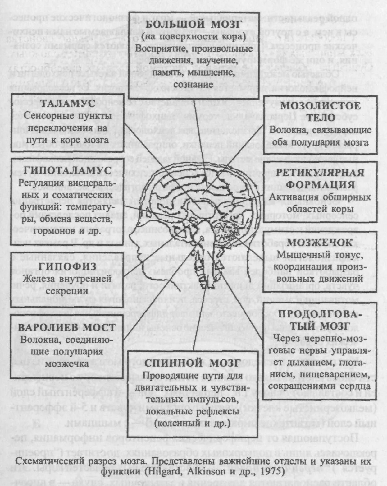Отделы головного мозга и их функции. Отделы мозга и функции схема. Строение и функции головного мозга схемы и таблицы. Функции головного мозга схема. Структура и функции головного мозга схема психология.