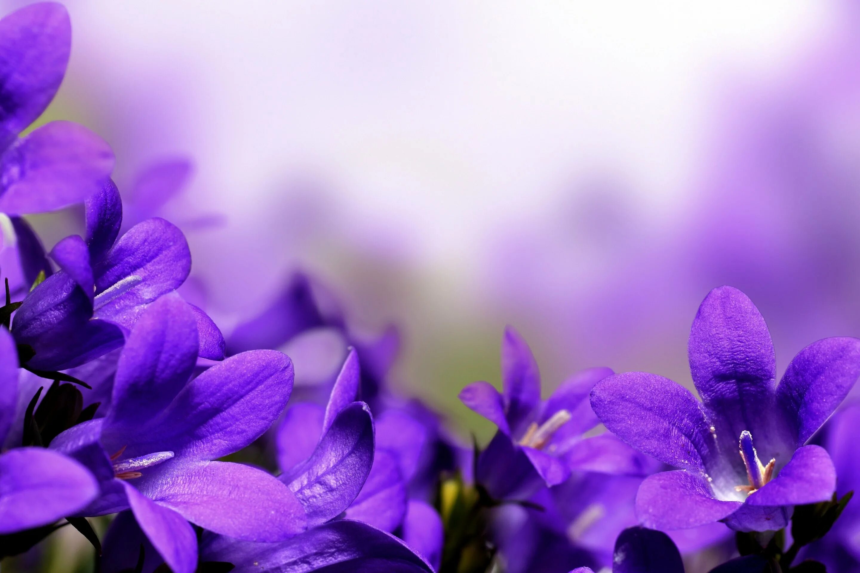 День рождения колокольчика. Фиолетовые цветы. Сиреневые цветы. Фон с цветами. Фиолетовый цвет.