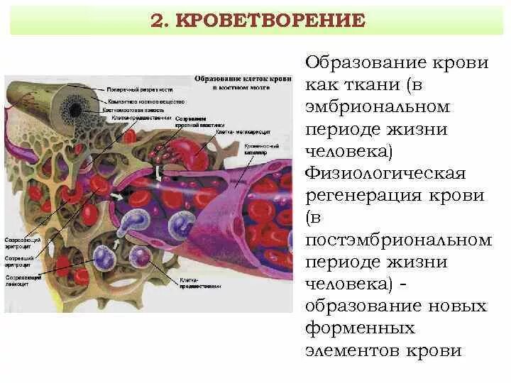 Обеспечивает кроветворение. Клетки кроветворения гистология. Кроветворение в костном мозге. Кроветворная ткань гистология. Эмбриональное кроветворение в костном мозге.