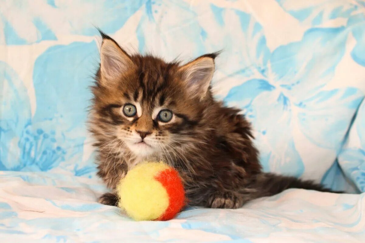 Перечень для котенка. Как адаптировать кота к новому дому. Шерстяной комок у кошек в желудке. Как адаптировать котенка. Котята в корзинке.