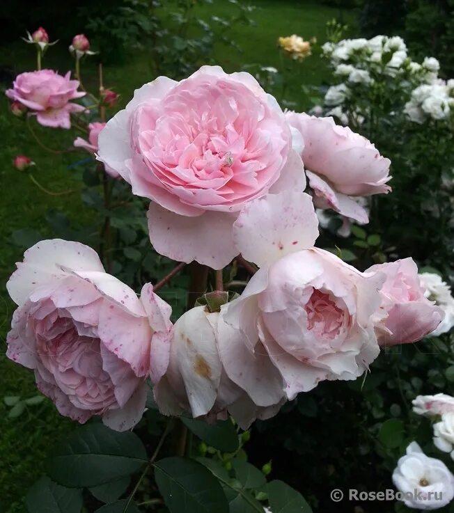 висли 2008. роза англ. Wisley 2008 (остин). роза уизли 2008 энциклопедия роз. Wisley 2008 роза.