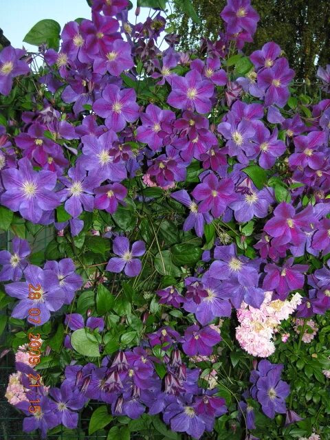 Клематис стар оф индия фото Powojnik Star of India NIEZAWODNY, OBFICIE KWITNIE Clematis Star of India