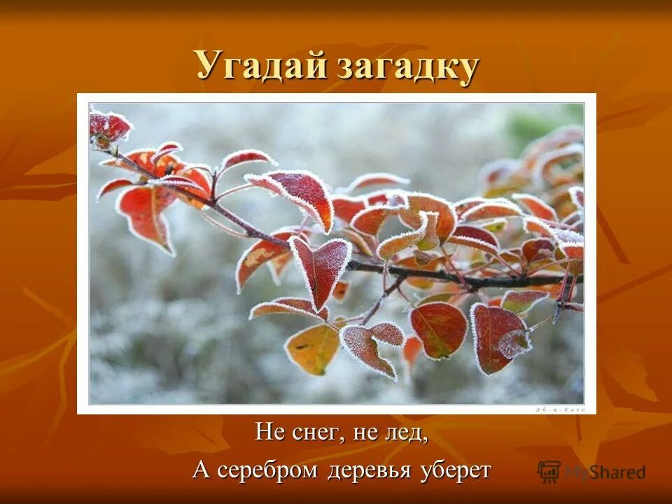 и не снег и не лёд а серебром деревья уберёт ответ на загадку. не снег не лед а серебром деревья уберет загадка. не снег не лед а серебром деревья уберет. не снег не лед серебром деревья уберет. не снег не лед серебром деревья уберет.
