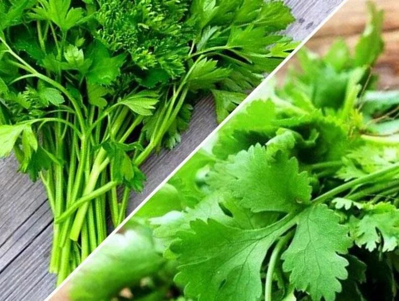 Кинза и петрушка отличия сельдерей. Петрушка кориандр кинза. Кинза кориандр петрушка отличия. Чем отличается петрушки. Кинза кориандр петрушка отличия.
