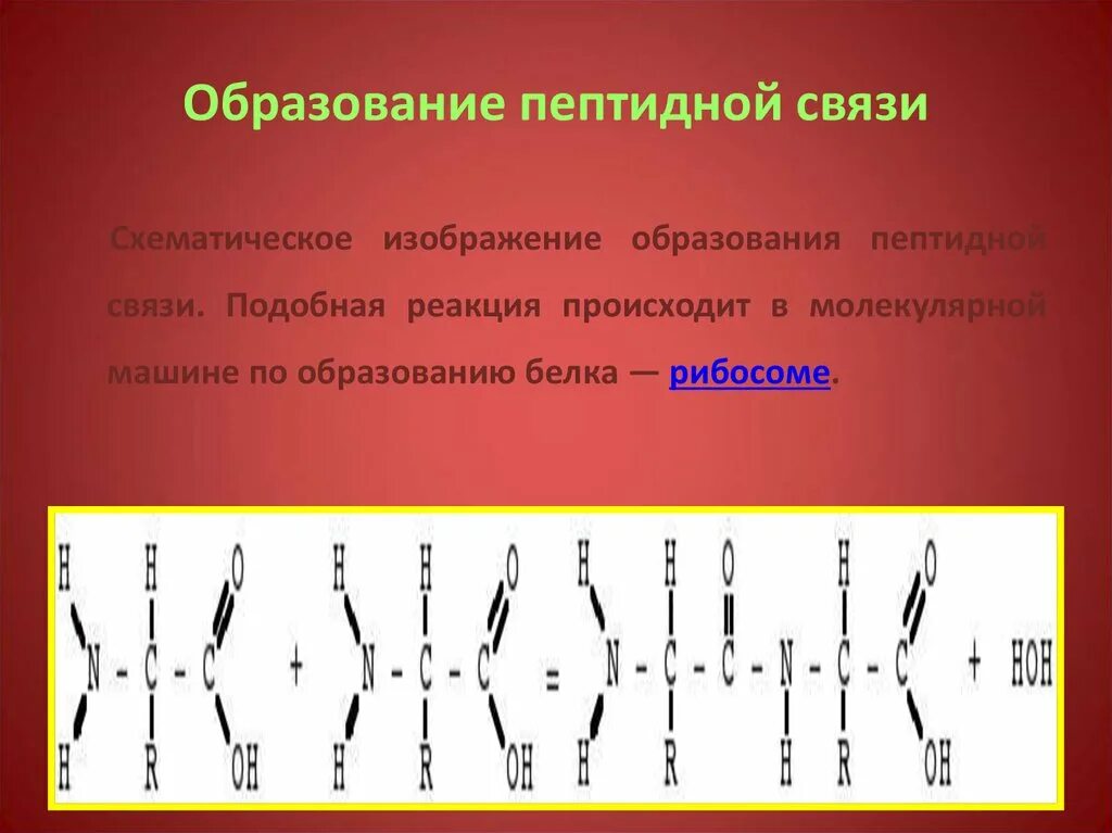 Связаны пептидными связями. Образование пептидной связи. Образование пептидной связи белка. Схема образования пептидной связи. Образование пептидной связи в белках.