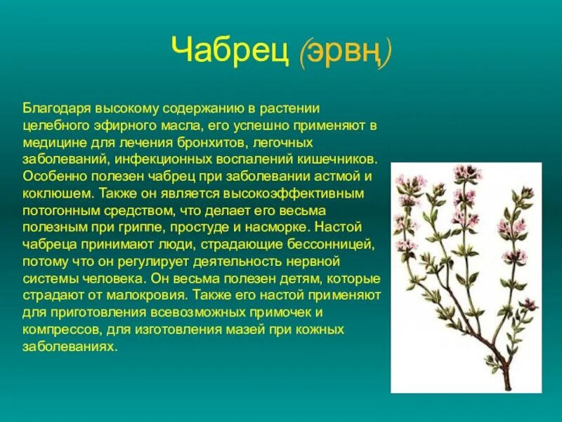 Трава чабрец для чего используется. Лекарственные растения оренбуржья. чабрец лекарственное растение. калмыкия чабрец. чабрец луговой.
