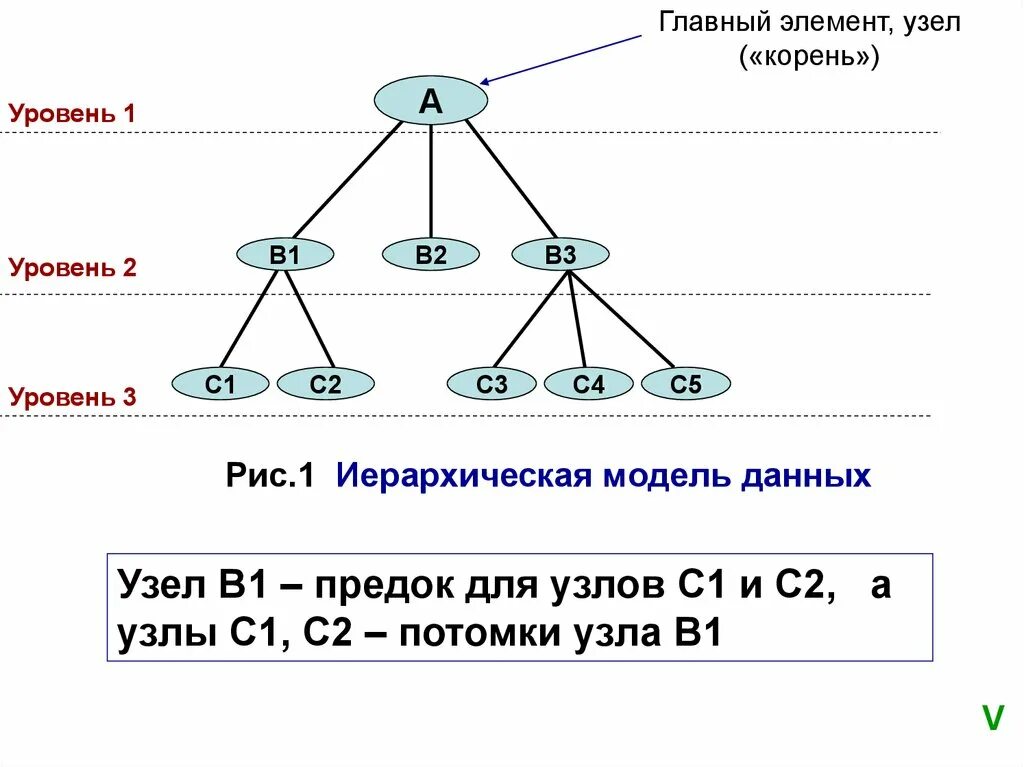 Потомки понятие. Иерархическая модель данных корень узлы. Потомки узла. Потомки узла Информатика. Узел это в информатике.