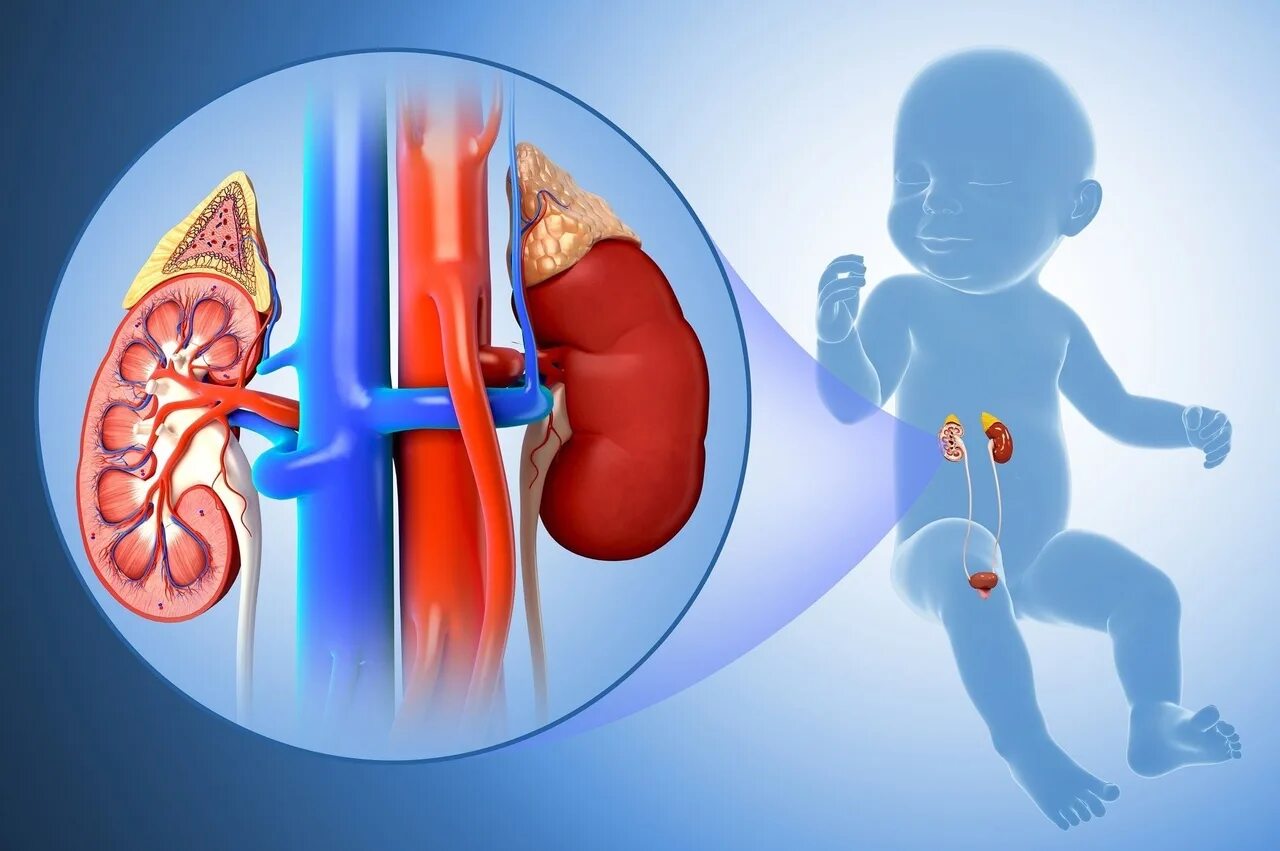 Опн новорожденных. Почки у новорождённых детей. Расположение почек у детей.