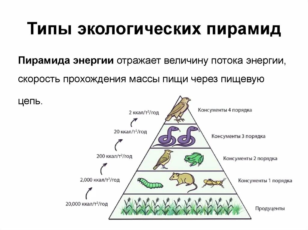 Постройте пирамиду чисел пищевой цепи. Экологическая пирамида и ее типы(пирамида чисел,биомасс,энергии). Экологическая пирамида это в биологии 11 класс. Пищевая экологическая пирамида. Трофический уровень экологической пирамиды.