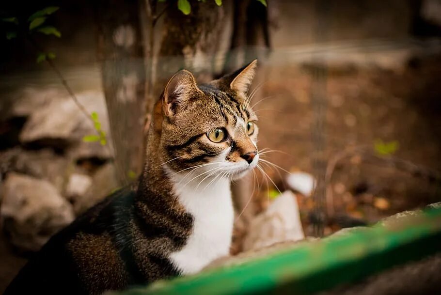 Near cat. Бело коричневая кошка. Кошки домашние фотообои. Кошка слышит. Что слышат коты.