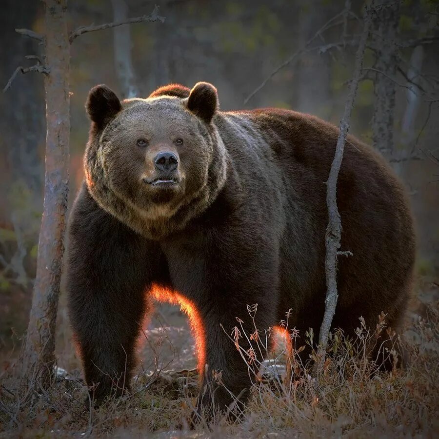 Бурый медведь (Ursus arctos). Марсиканский бурый медведь. Бурый медведь Кадьяк. Медведь Гризли Россия.