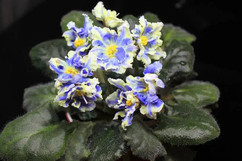 рс жар птица фиалка. фиалка рс птица феникс. сорт фиалки рс жар-птица. фиалка мавка. рс жар птица фиалка.